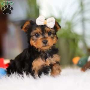 Bella, Yorkie Puppy